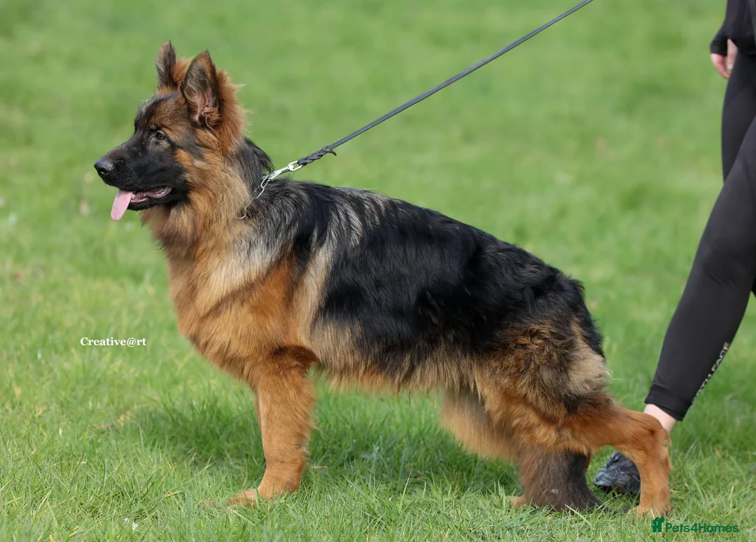 German Shepherd dogs for sale: Outstanding German import long coat male available - Advert 2