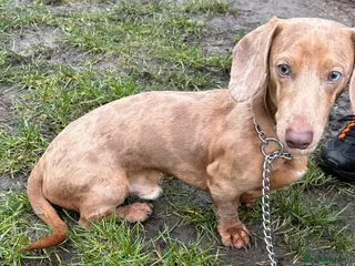 Miniature Dachshund dogs Red Merle miniature dachshund - Advert 1