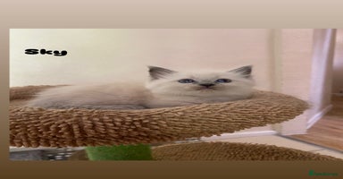 Ragdoll cats - Advert 10