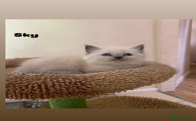 Ragdoll cats - Advert 15