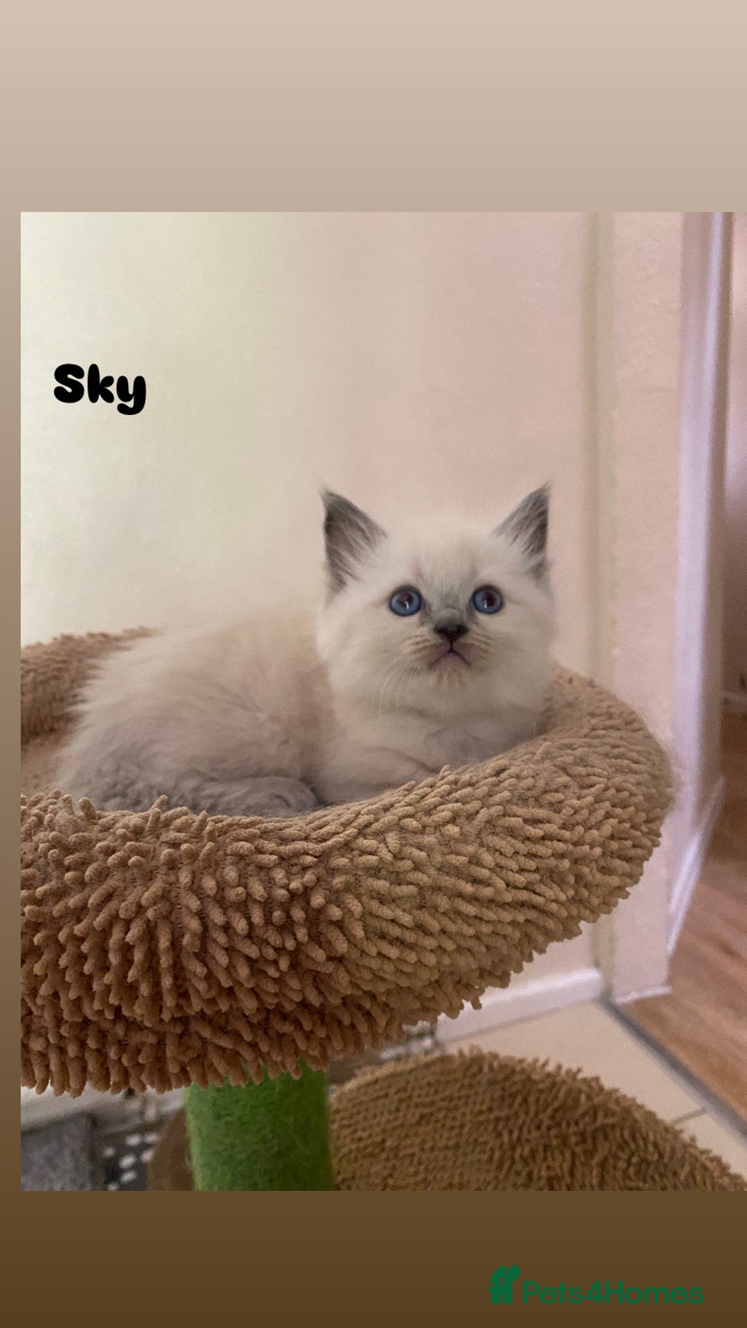 Ragdoll cats for sale: Pure breed ragdolls . Ready to leave SOON  - Image 20