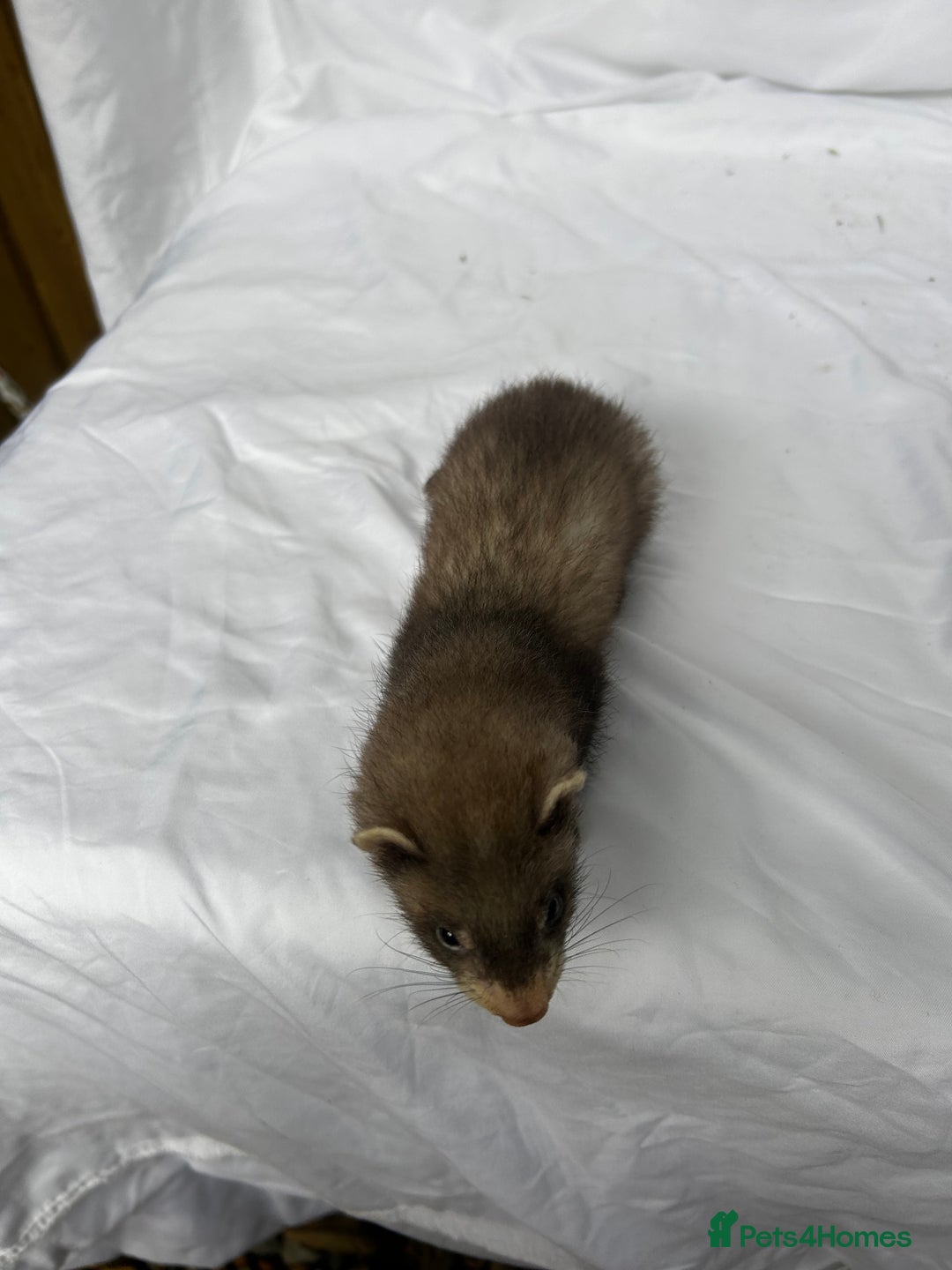 Ferret rodents for sale: Baby Ferrets - Image 29