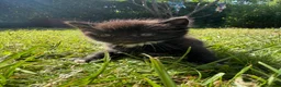 Mixed Breed cats for sale: Mixed breed Kittens  - Advert 11