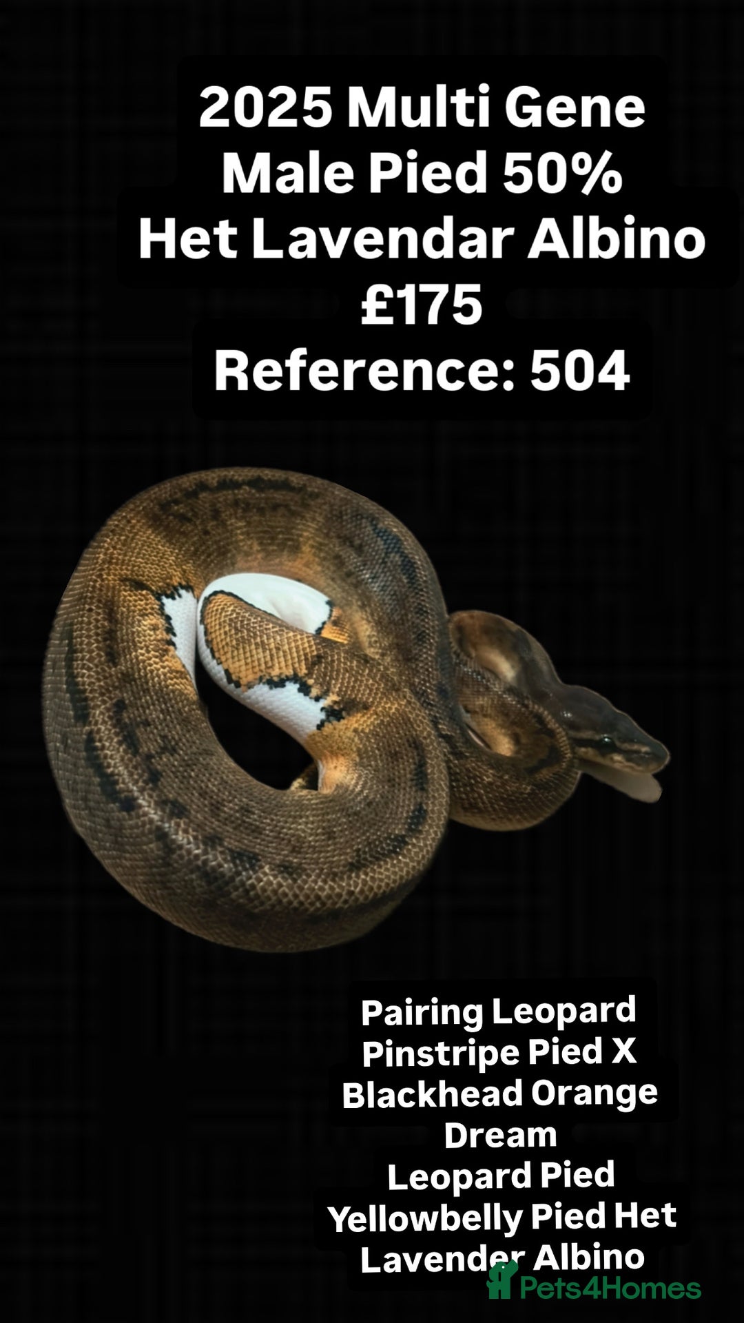 Python Snake reptiles for sale: Various 2025 Pied Ball Pythons Royal Snake - Advert 5