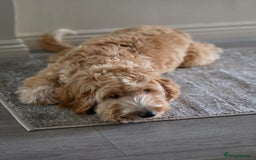 Cockapoo dogs for sale: 7 month old Benson  - Advert 8