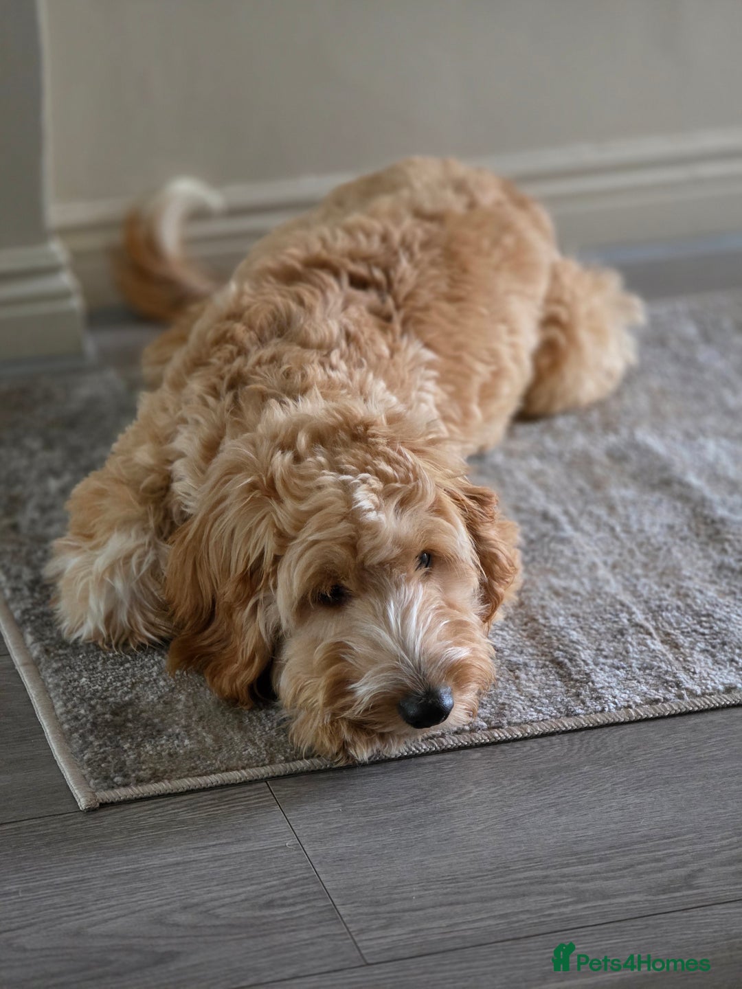 Cockapoo dogs for sale: 7 month old Benson  - Advert 8