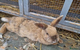 English rabbits for sale: Female rabbit  - Image 2