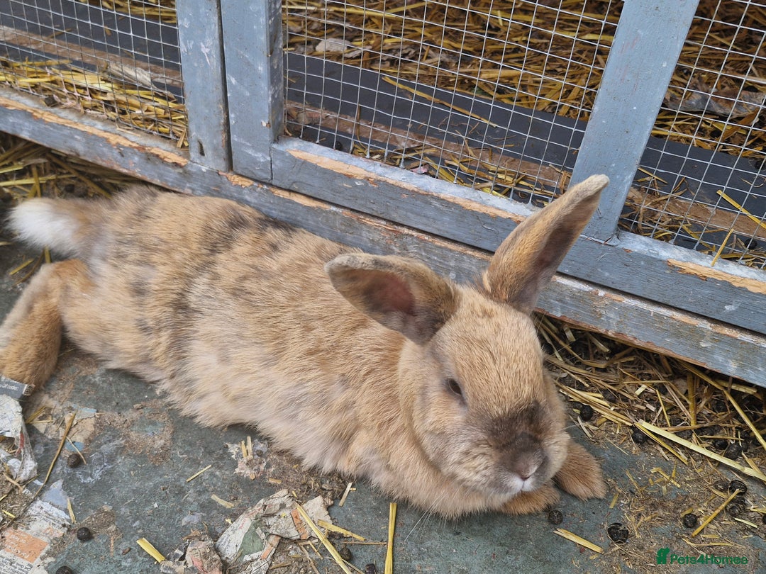 English rabbits for sale: Female rabbit  - Image 2