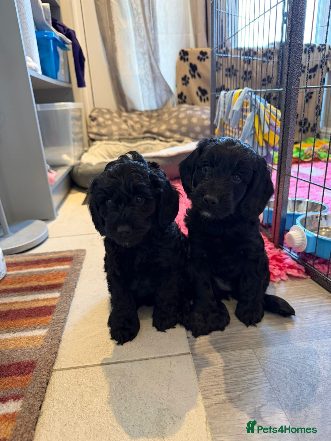 Cockapoo dogs for sale: F1b Cockapoo Puppies (One boy left) - Advert 10