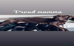 Labrador Retriever dogs for sale: Ready on 11th of December  - Image 5