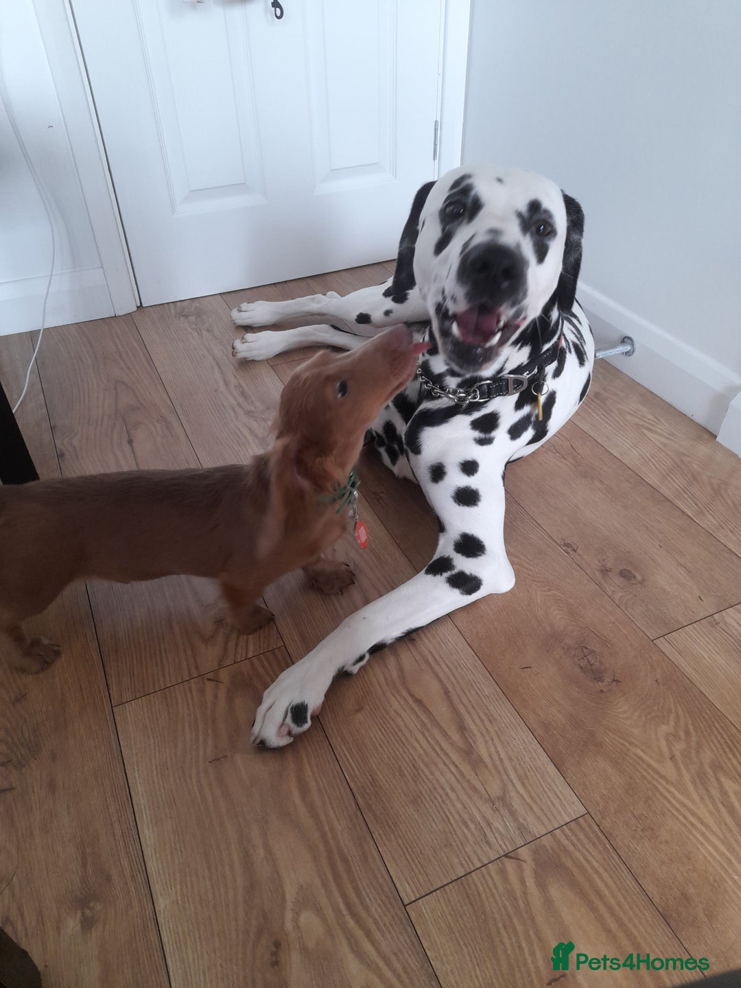 Dalmatian dogs for stud: Handsome boy for stud in Doncaster - Image 8