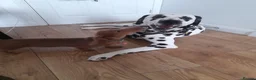 Dalmatian dogs for stud: Handsome boy for stud in Doncaster - Advert 8