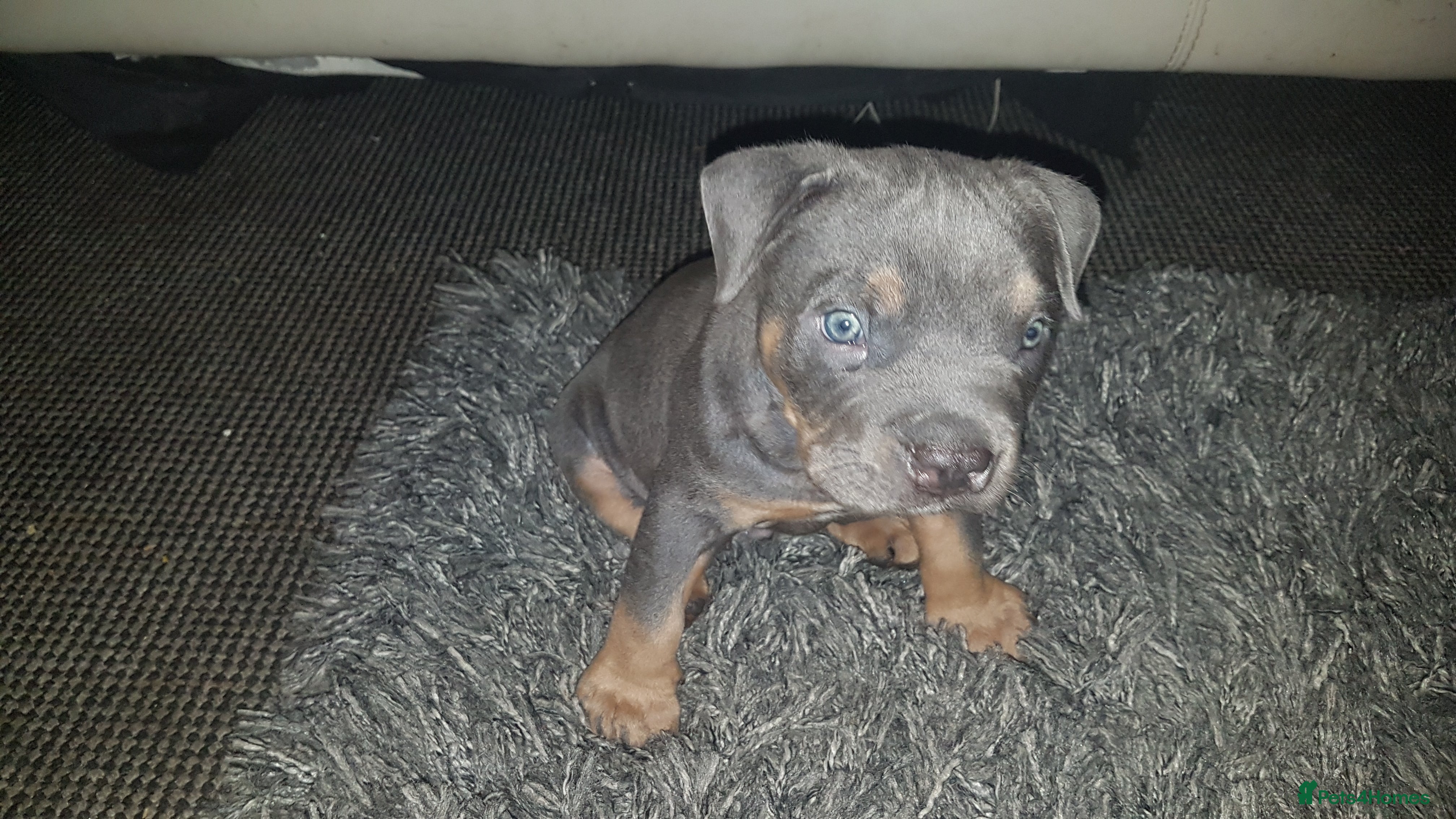 American Bully dogs Lilac tri pocket bully  - Advert 6