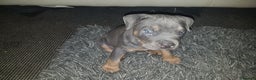 American Bully dogs for sale: Lilac tri pocket bully  - Advert 10