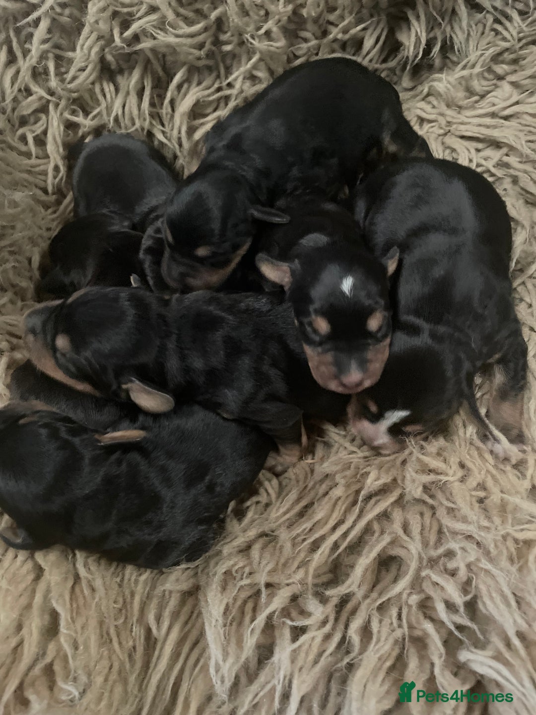 Mixed Breed dogs for sale: Beautiful Border Terrier X Show cocker spaniels  - Advert 5