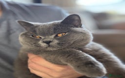 British Shorthair cats for sale: Male Blue British Short Hair - Image 2
