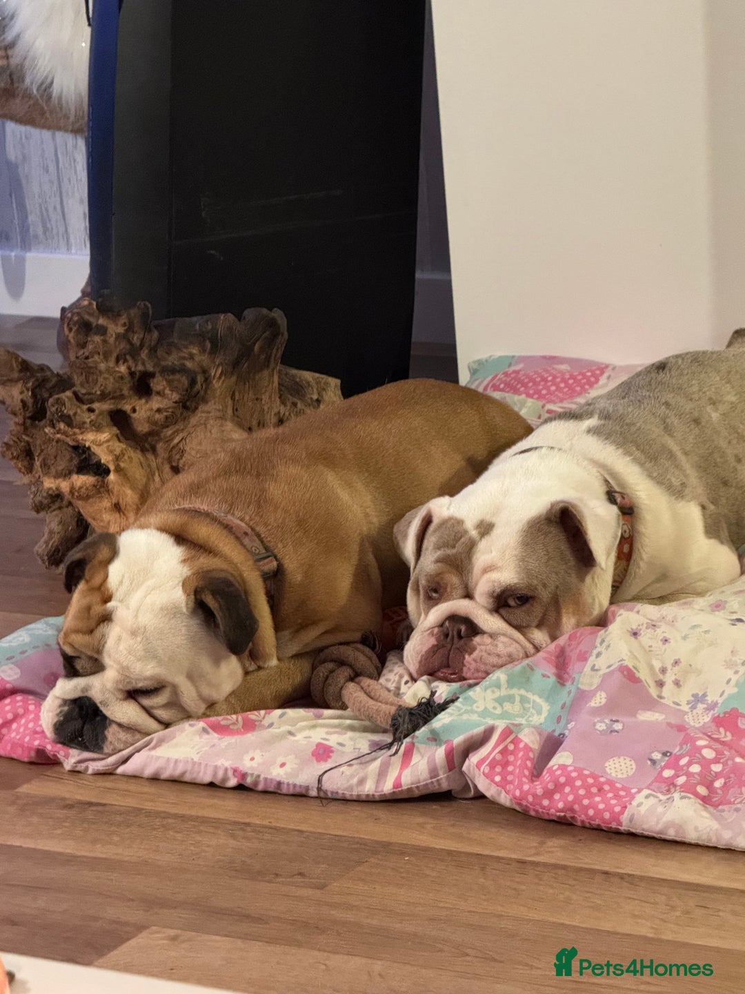 English Bulldog dogs for sale: KC registered bulldog  - Image 8