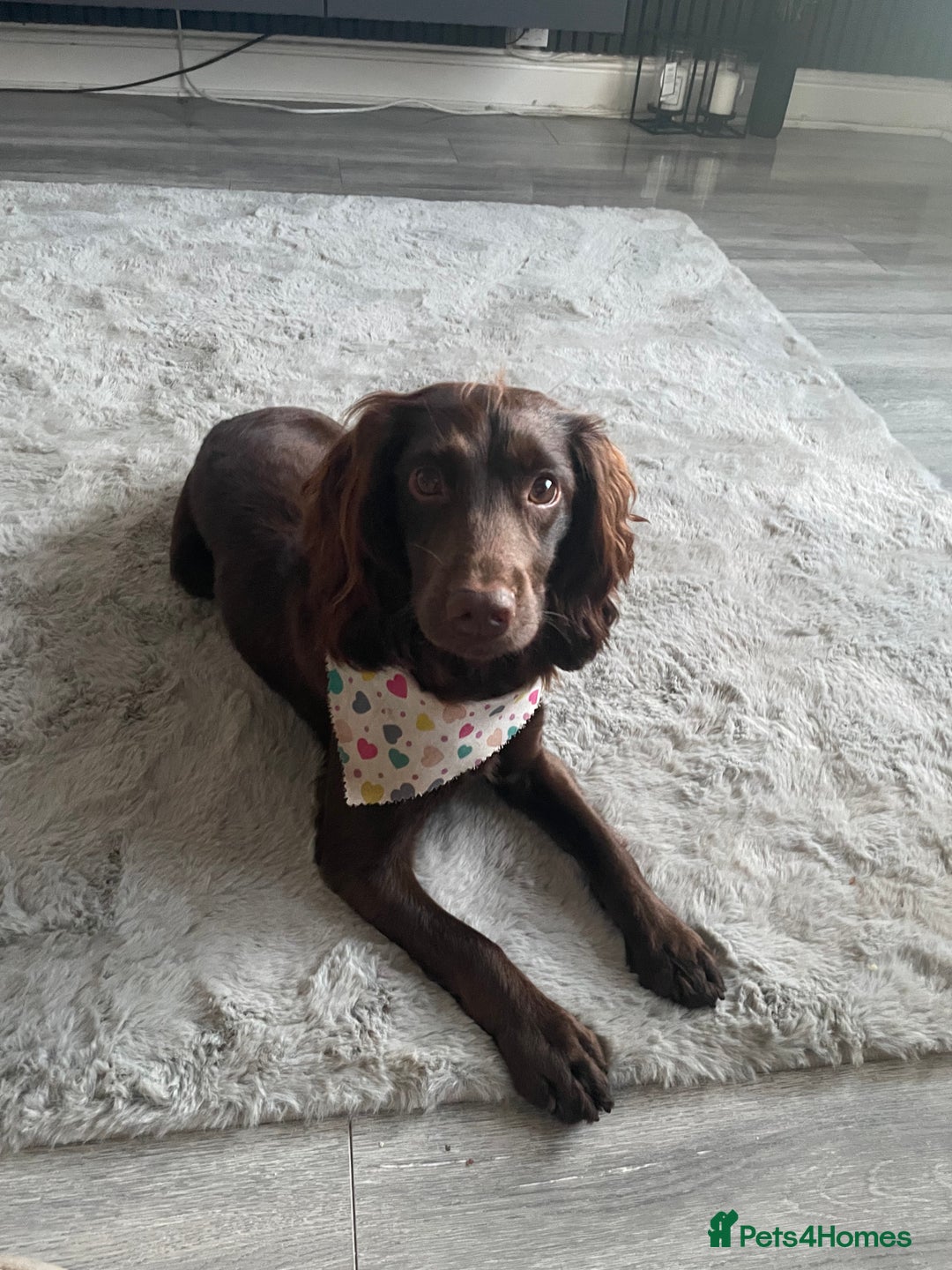 Cockapoo dogs for sale: F1 Cockapoo Puppies  - Advert 6