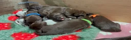 German Shorthaired Pointer dogs for sale: KC registered German Shorthaired Pointers - Advert 7