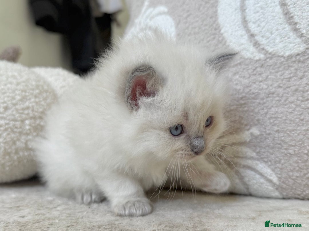 Ragdoll cats for sale: Blue Point Ragdoll Kittens! - Image 6