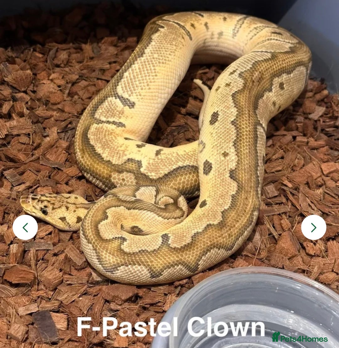 Python Snake reptiles for sale: Stunning Royal Pythons for sale  - Advert 6