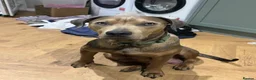 Mixed Breed dogs for sale: Staffweilers F5 exotic colours co/co dd bb  in London - Advert 2