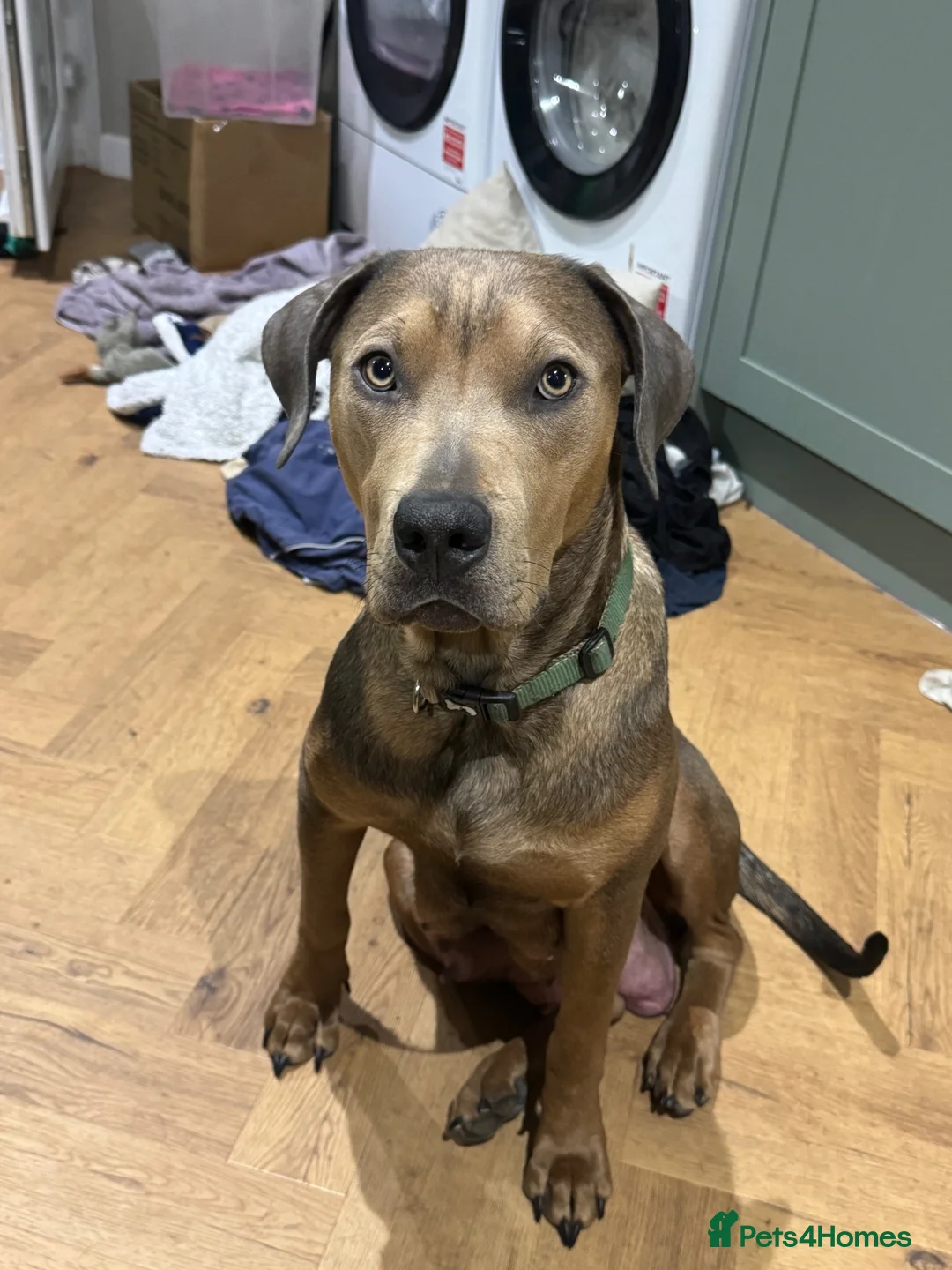 Mixed Breed dogs for sale: Staffweilers F5 exotic colours co/co dd bb  in London - Advert 2