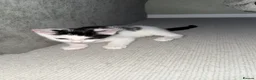 Mixed Breed cats for sale: Two male kittens - Advert 3