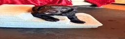 Cocker Spaniel dogs for sale: Kc reg working cocker spaniels - last boy 💕🐶 - Advert 2