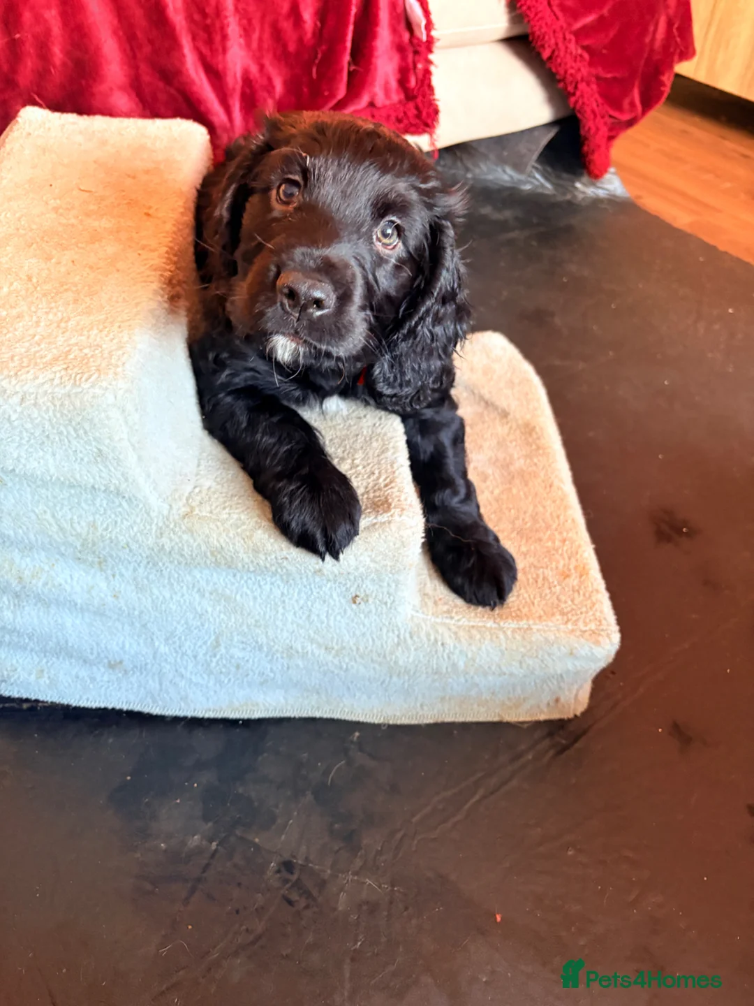 Cocker Spaniel dogs for sale: Kc reg working cocker spaniels - last boy 💕🐶 - Advert 2