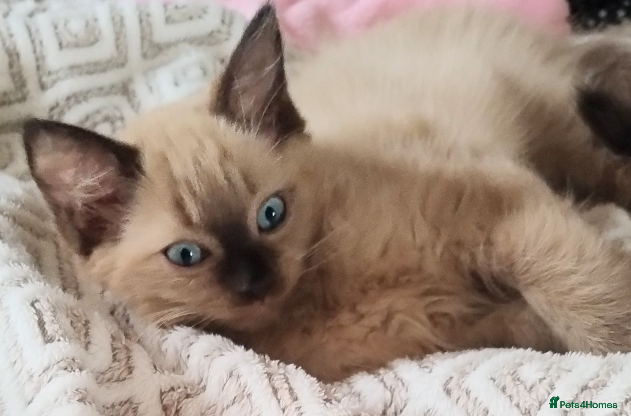 Ragdoll cats Pure bred Ragdolls need loving homes - Advert 2