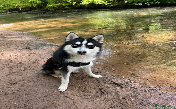 Pomsky dogs - Advert 1