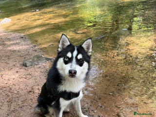 Pomsky dogs - Advert 3