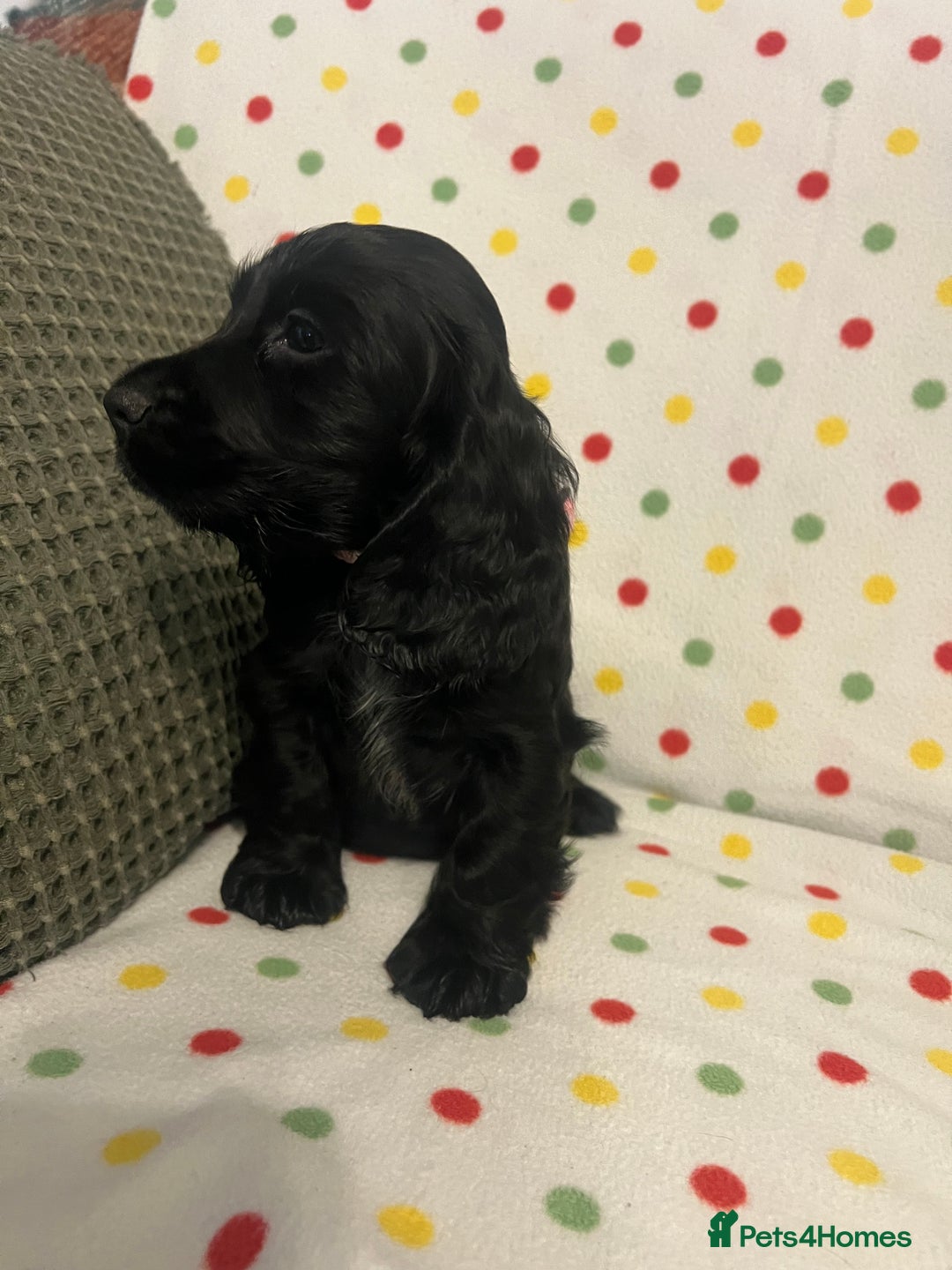 Cocker Spaniel dogs for sale: Show cocker spaniels  - Advert 4