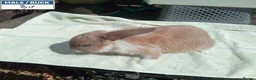 Mini Lop rabbits for sale: Pretty Female & Male Baby Rabbits - Advert 6