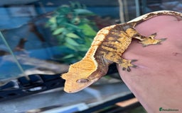 Gecko reptiles for sale: Crests geckos ford sale  - Image 9
