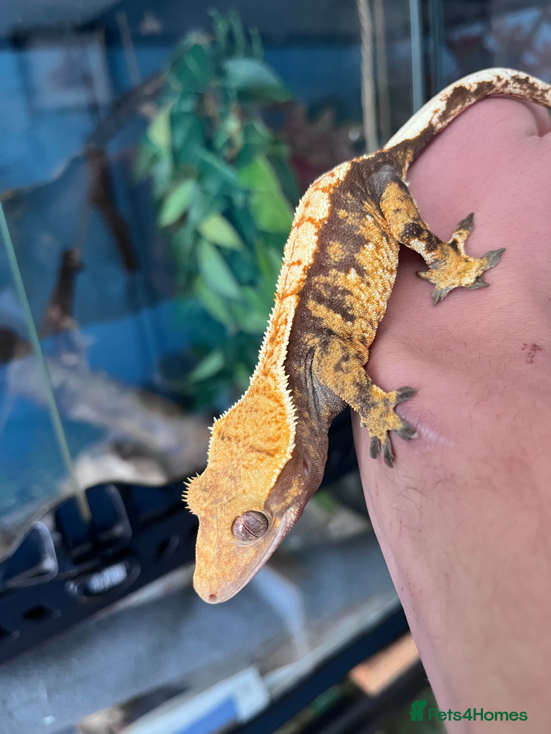 Gecko reptiles for sale: Crests geckos ford sale  - Image 9
