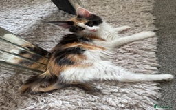 Maine Coon cats for sale: Purebred adorable Maine coon kittens - Image 11