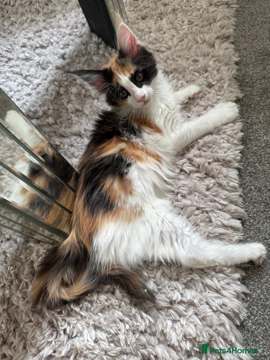 Maine Coon cats for sale: Purebred adorable Maine coon kittens - Image 11