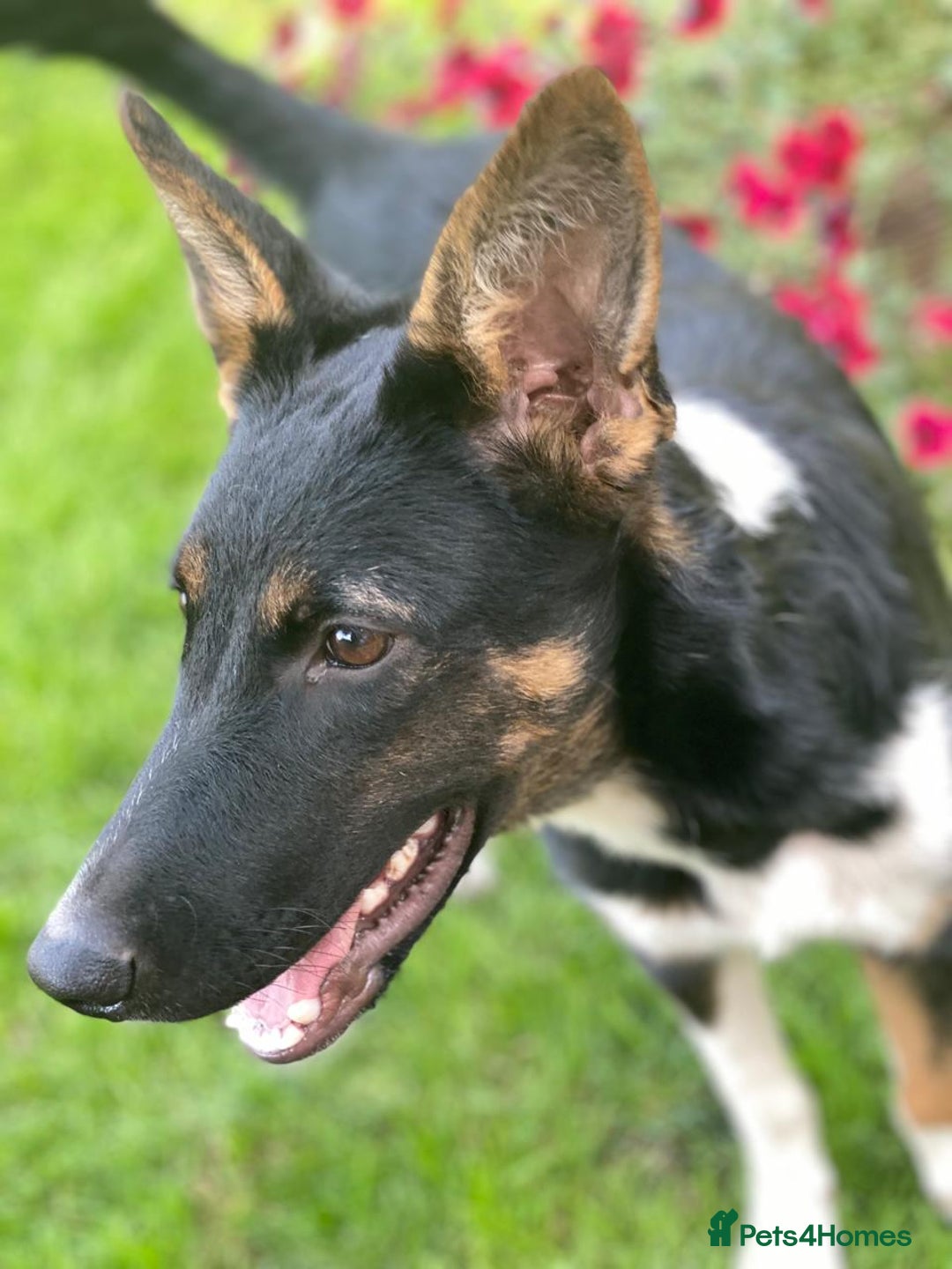 Mixed Breed dogs for adoption: URGENT: ❤️LINDA- 9 months old medium-to-large❤️ - Advert 5