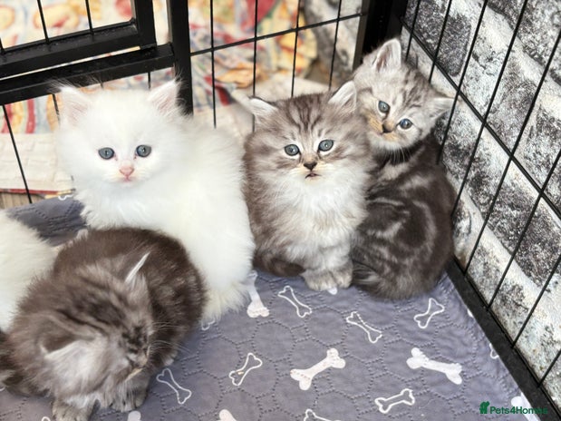 Persian cats Persian x kittens , 2 separate litters - Advert 4