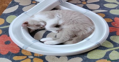 British Shorthair cats in London - Advert 11