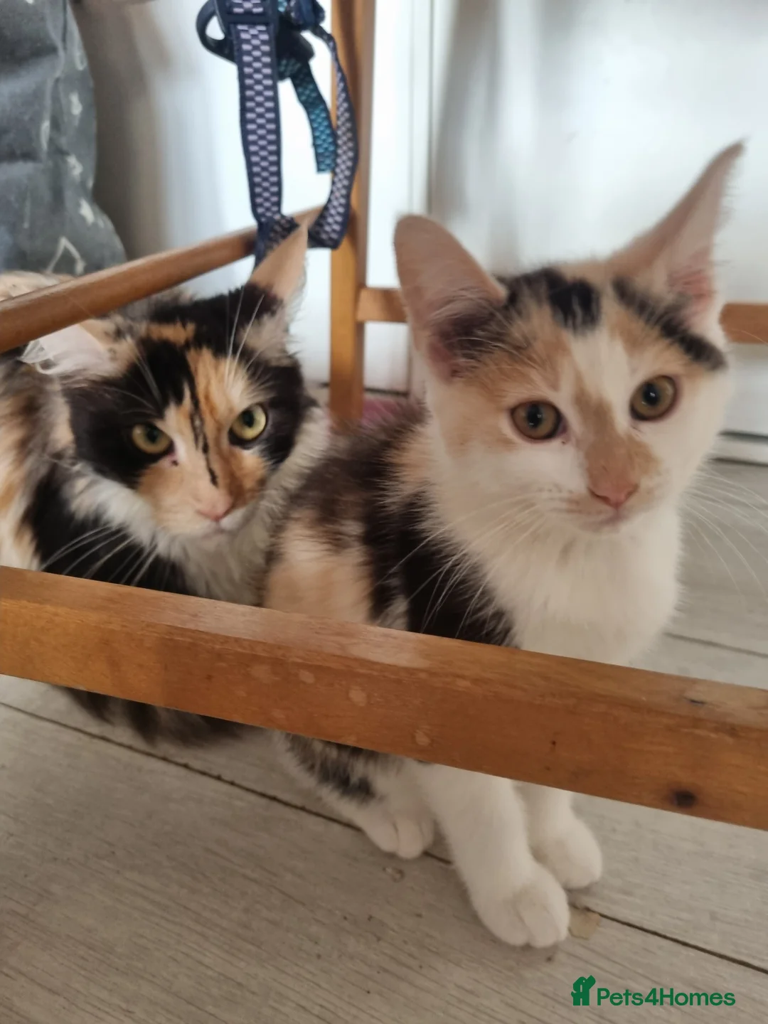 Maine Coon cats for sale: 3 adorable Maine coon girls  - Advert 5