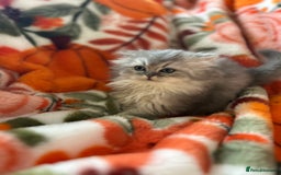 Scottish Fold cats for sale: Now Taking Reservations Scottish Straight  - Image 9