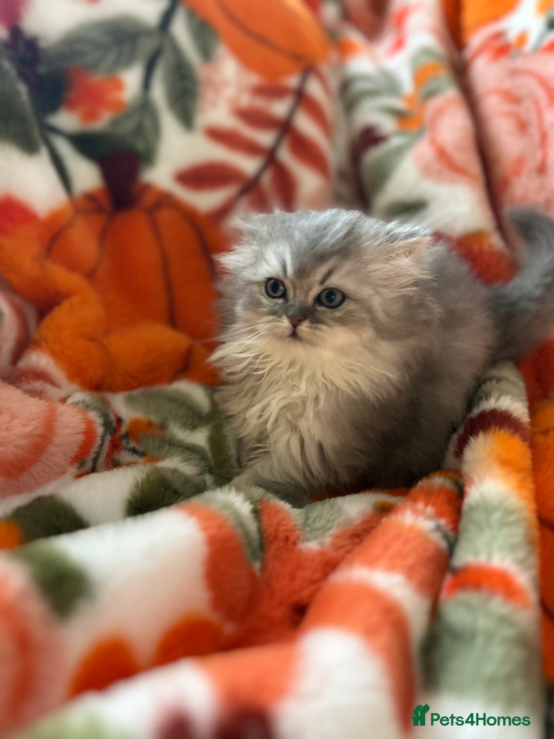 Scottish Fold cats for sale: Now Taking Reservations Scottish Straight  - Image 9
