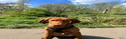 Hungarian Vizsla dogs for sale: 6 month old Hungarian Vizsla in Coulsdon - Advert 6