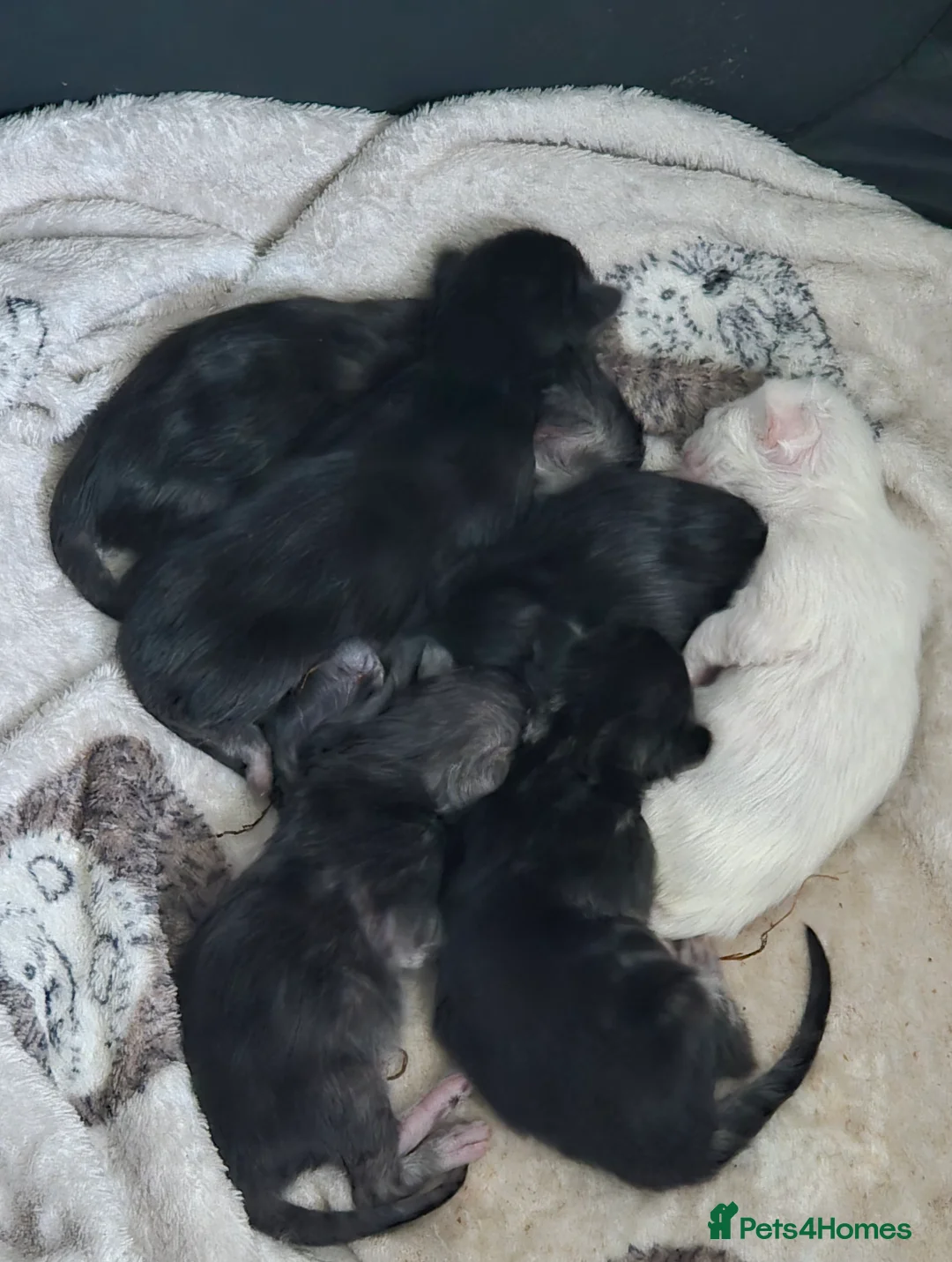 Maine Coon cats for stud: XXL Rare solid white Maine coon stud. in Wigan - Advert 6