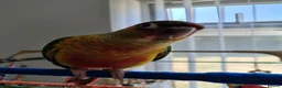 Conures birds for sale: 3 month old Yellow sided Green Cheek Conure  - Advert 4