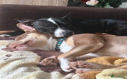 Staffordshire Bull Terrier dogs for sale: Amir  - Image 1