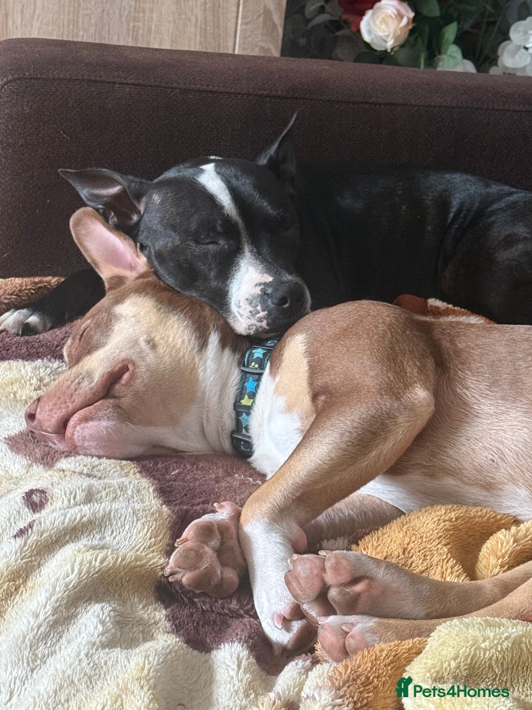 Staffordshire Bull Terrier dogs for sale: Amir  - Image 1